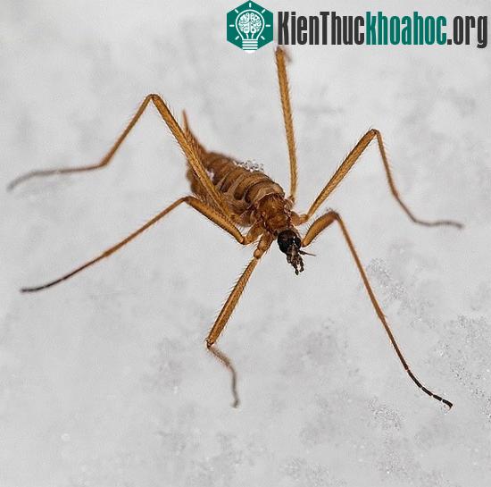 Các loài muỗi "kinh dị" không thèm hút máu người