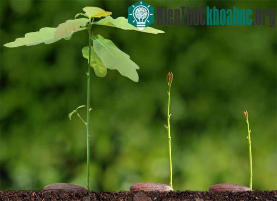 Góc cành cây chịu ảnh hưởng của trọng lực