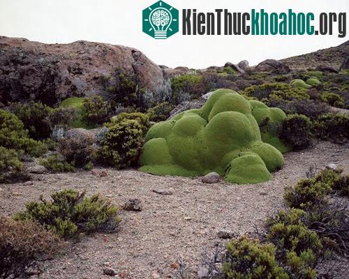 Những sinh vật cổ xưa nhất trên trái đất còn tồn tại ngày nay- ảnh 1