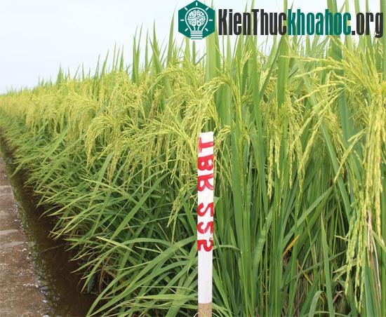 Trồng thủ nghiệm giống lúa TBR225 tại Công ty Đông Cường - Thái Bình VM 2012. (Ảnh: thaibinhseed.com.vn)