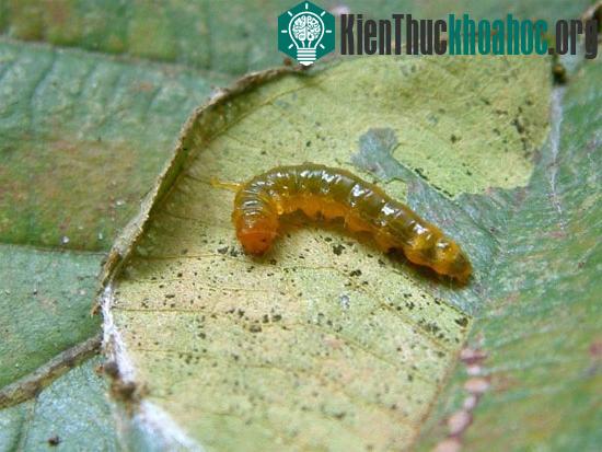 Sâu bướm&nbsp;Calindoea trifascialis. (Ảnh: Kim Humpreys)