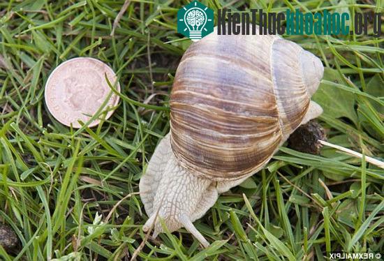 Ốc sên là kẻ săn mồi ưa thích những cây mù tạc