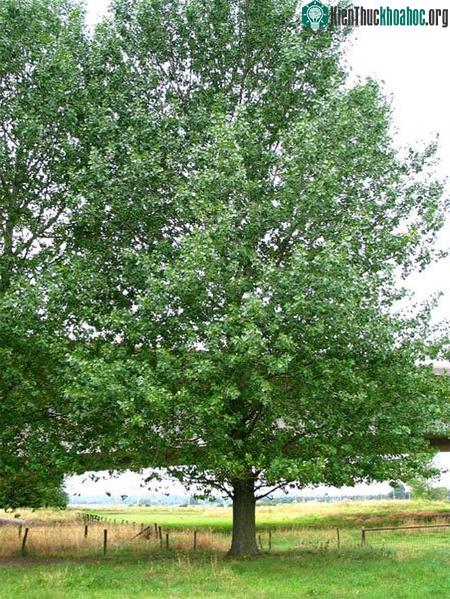 Giống cây mới giúp cải tạo đất