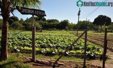 Cây lương thực trong vườn Itaguaí, Brazil. (Ảnh: Embrapa)