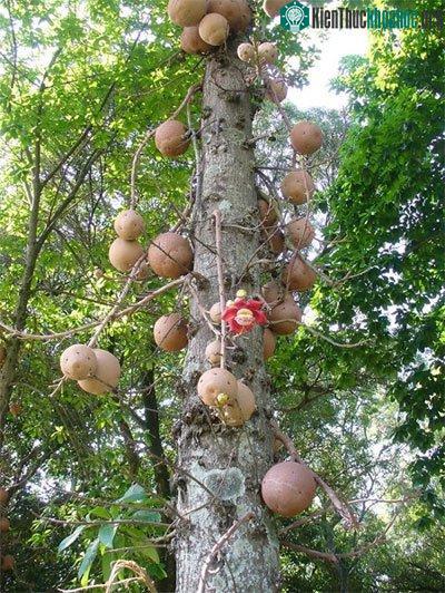 Quả của cây sala mọc dọc trên thân cây
