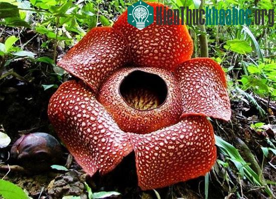 Chân dung kẻ "hôi nách" trong thế giới các loài hoa