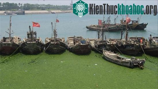 Tảo lạ biến mặt biển thành cánh đồng xanh mướt.