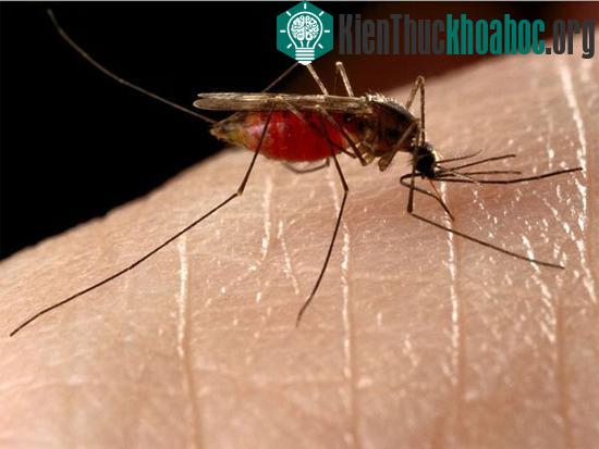 Muỗi có thể bị biến đổi gene khiến khứu giác bị vô hiệu hóa với mùi người. (Ảnh:&nbsp;animals.nationalgeographic.com)