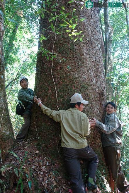 Thông hai lá dẹt ở rừng Bidoup.