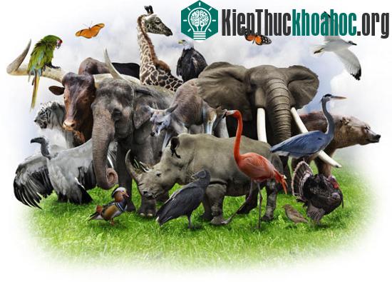 Liệu sinh học tổng hợp có bảo vệ được cuộc sống hoang dã?