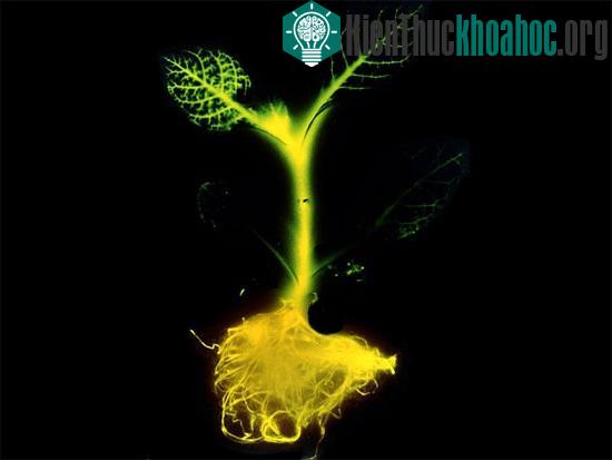 Việc cấy luciferase vào cây cối có thể khiến chúng phát quang. (Ảnh: Discovery)