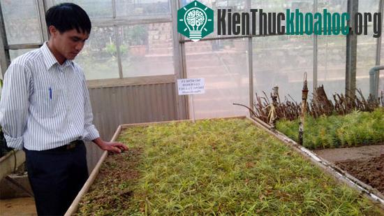Thông hai lá dẹt hiện được nhân giống tại Đà Lạt - (Ảnh: Lưu Quỳnh)
