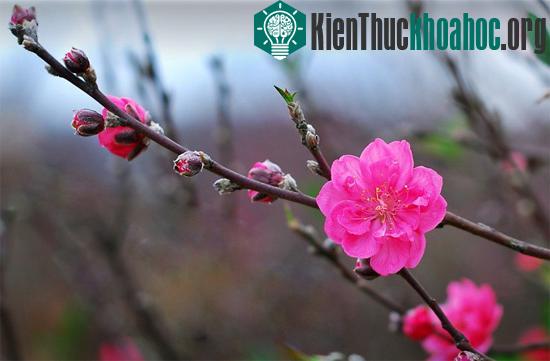 Giống đào hoa màu nhạt, phơn phớt hồng, gọi là đào phai
