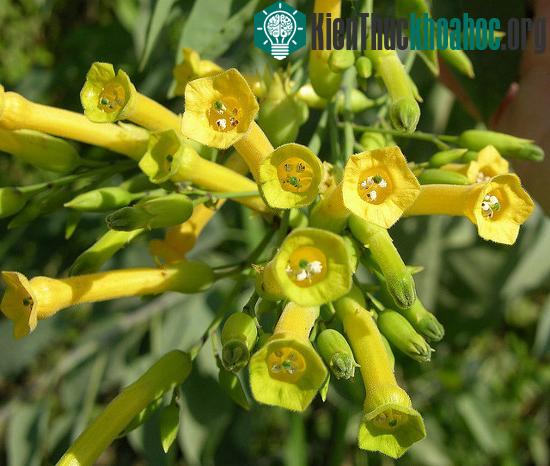 Những cây thuốc lá biến đổi gene có thể trở thành vũ khí hiệu quả trong hoạt động điều trị bệnh dại.