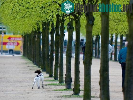 Hàng cây trên một phố ở thành phố Berlin, Đức.&nbsp;