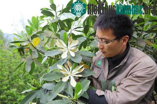 Những bông hoa hiếm hoi của cây manglietiastrum trong vườn