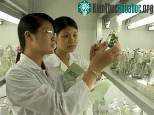 Nuôi cấy mô tế bào sản xuất khoai tây giống sạch bệnh.