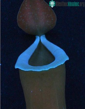 Ánh sáng huỳnh quang phát ra từ vành ấm của cây nắp ấm Nepenthes gracilis. (Ảnh: BBC)