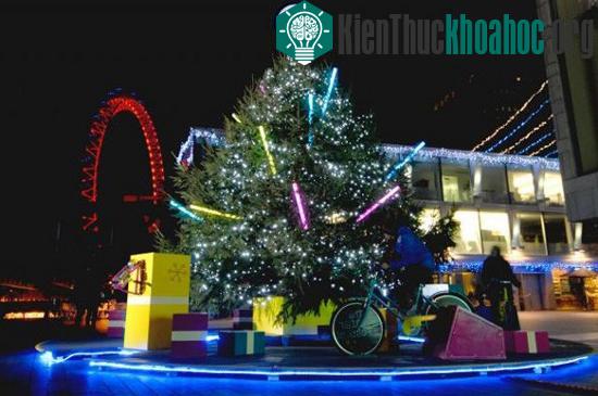 Trung bình có đến 25.000 ký sinh trùng nhỏ bé "trú Đông" trong những cây thông này.&nbsp;