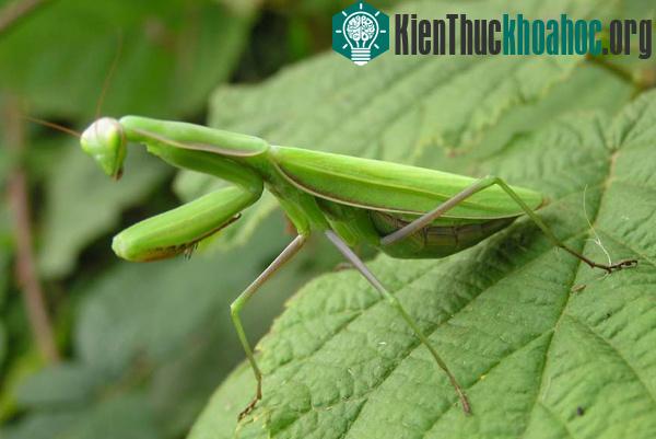 Phải rất nỗ lực và có kinh nghiệm bọ ngựa đựng mới có thể thoát khỏi nanh vuốt của con cái.&nbsp;