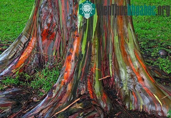 Gốc cây bạch đàn 7 sắc