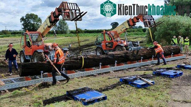 Thân cây sồi dài 13,4m chỉ là một phần của cây cổ thụ.