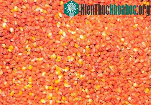 Nghiên cứu ngô biến đổi gene NK603 gây ung thư chuột là sai lầm?