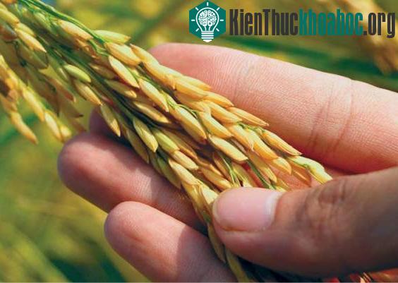 Nghiên cứu hạt giống cao sản