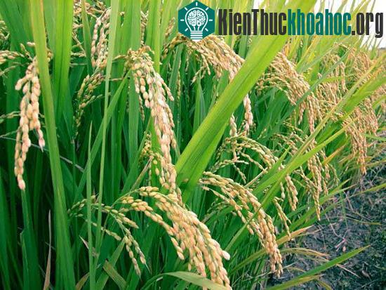 Công bố bản đồ hoàn chỉnh biến thể gene của cây lúa