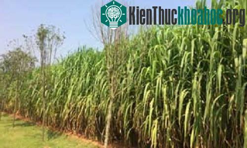 Cỏ lyu xin có khả năng hút khí CO2 tốt hơn cây xanh. (Ảnh: Xinhua).