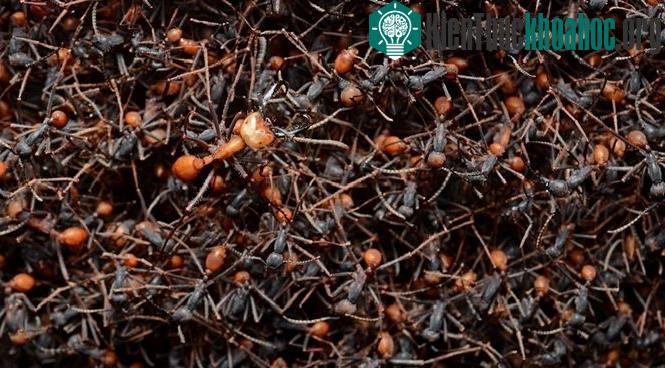 Các loài côn trùng nguy hiểm nhất thế giới