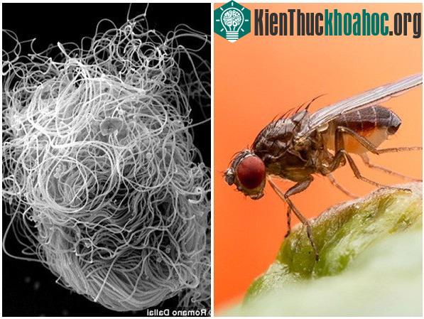Ruồi và "búi tinh trùng" như quả bóng trong cơ thể.