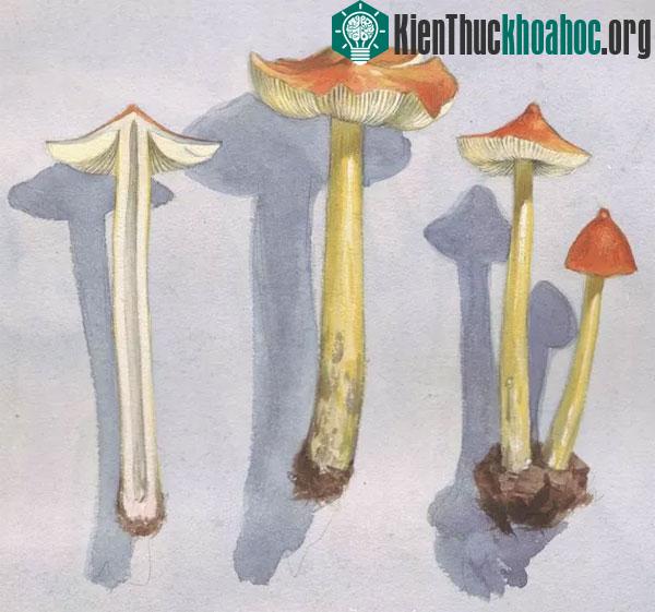 Nấm tuy nhỏ nhưng có vai trò quan trọng đối với thiên nhiên và con người.