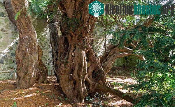 Cây thanh tùng hàng nghìn năm tuổi ở làng Fortingall, Scotland. (Ảnh: Alamy).