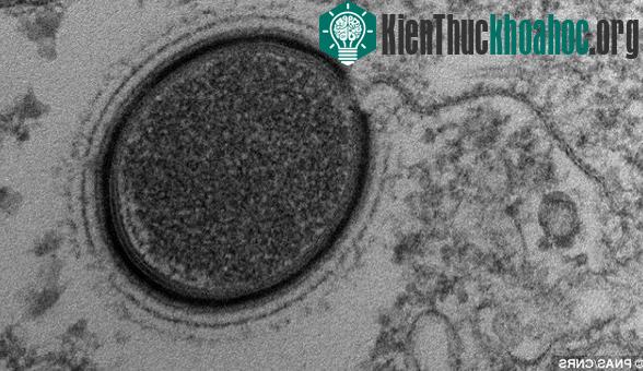 Virus khổng lồ Mollivirus sibericum. (Ảnh: AFP).