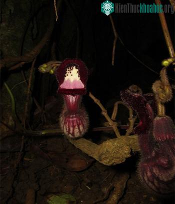 Hình thái bao hoa của Aristolochia faviogonzalezii. (Ảnh: Nghiêm Đức Trọng).