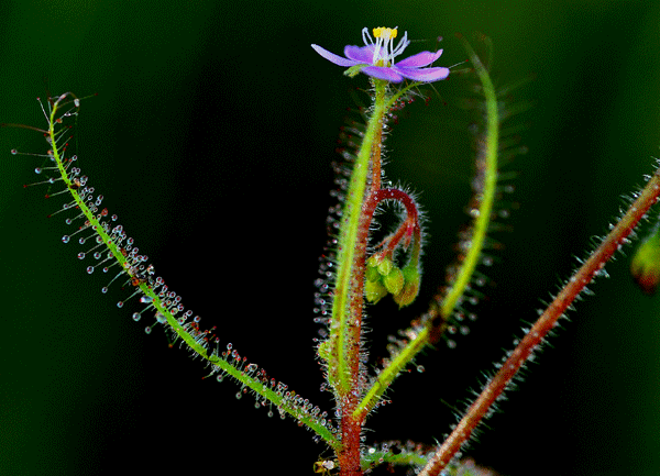 Cây gọng vó (sundew)