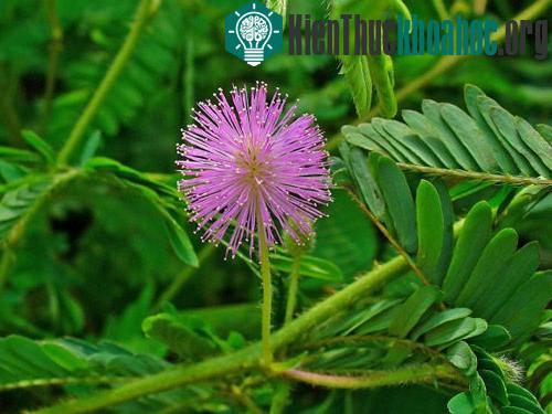 Cây trinh nữ mimosa pudica. (Ảnh: sci-news.com)