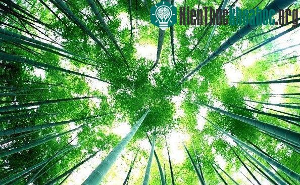 Bí ẩn hoa tre "trăm năm nở hoa một lần" không phải ai cũng biết