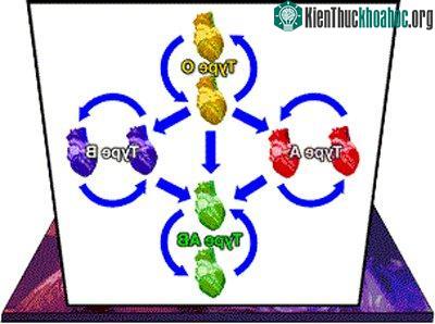 Mô hình 4 nhóm máu: A, B, O, AB ở người&nbsp;(Ảnh: biologymad)