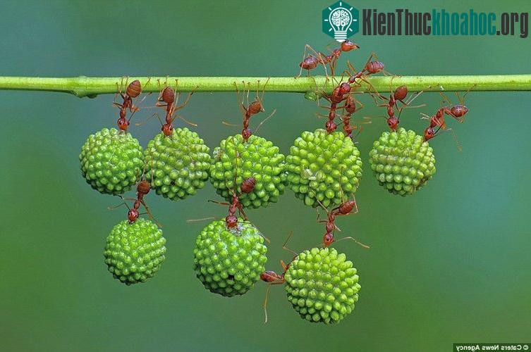 Khi theo dõi đàn kiến làm việc, chúng ta mới thấy sức mạnh siêu nhân của kiến đỏ rất phi thường. Đàn kiến treo người trên cành cây trong khi hợp sức để vận chuyển hạt cây xấu hổ có kích lớn hơn chú...