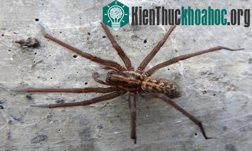 Nhện nhà đặc biệt lớn vào năm nay do mùa hè nóng và ẩm ướt ở Anh. (Ảnh: Màrtainn MacDhòmhnaill/Flickr.)