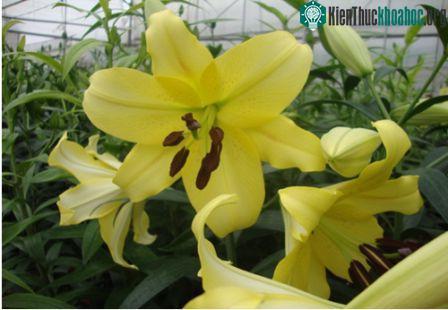 Nhân giống và sản xuất thành công hoa lily Manissa và Belladonna