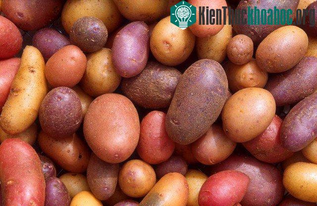 Chế độ ăn nhiều tinh bột đã giúp não lớn hơn?