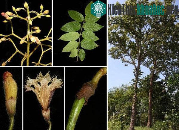 Đặc điểm nhận dạng loài Quao bình châu, Stereospermum binhchauensis V.S. Dang