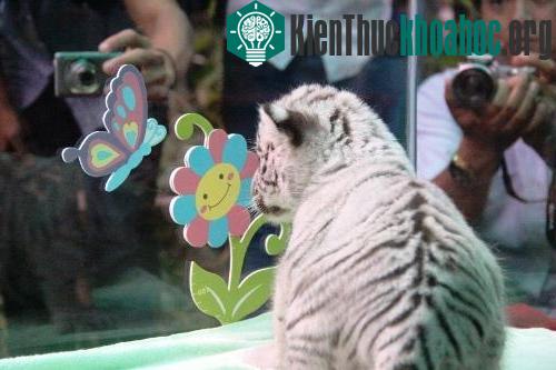 Thảo cầm viên Sài Gòn đã tổ chức buổi lễ mừng đầy tháng ba chú hổ Bengal trắng quý hiếm.
