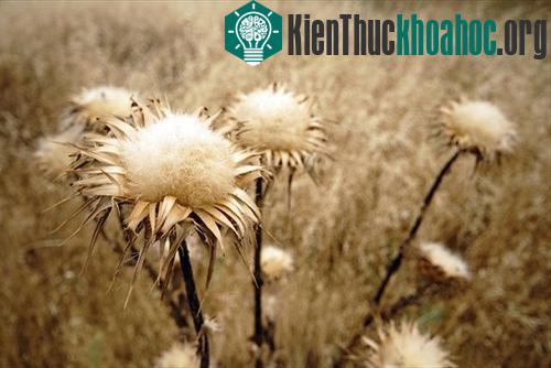 Cây đang chết khô sẽ tạo ra một loại âm thanh đặc biệt. (Ảnh:iStockphoto)