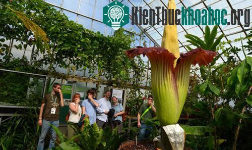 Hàng nghìn người đổ xô đến xem hoa Titan arum nở tại Vườn Bách thảo Hoàng gia (RBGE), Scotland, tháng 6/2015. (Ảnh: Express.co.uk)
