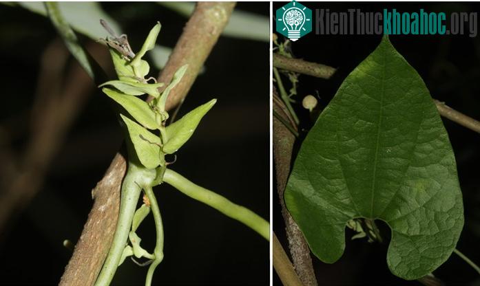 Phát hiện một loài thực vật mới họ Mộc Hương