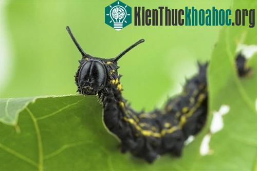 Con sâu bướm đang ăn lá cây. (Ảnh: Diana Meister/iStockphoto)